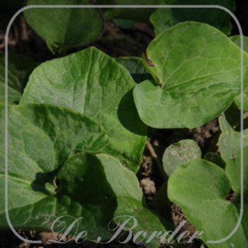 Asarum canadense