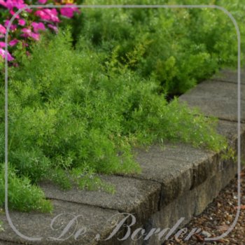 asparagus-densiflorus-fuzzy-fern-frizz-103 Asparagus densiflorus 'Fuzzy Fern Frizz'