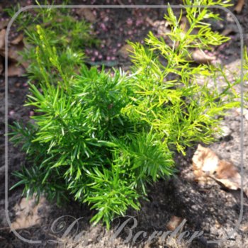 Asparagus densiflorus 'Fuzzy Fern Frizz'