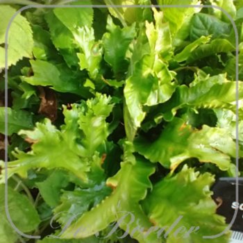 asplenium-scolopendrium-cristatum-887 Asplenium scolopendrium 'Cristatum'