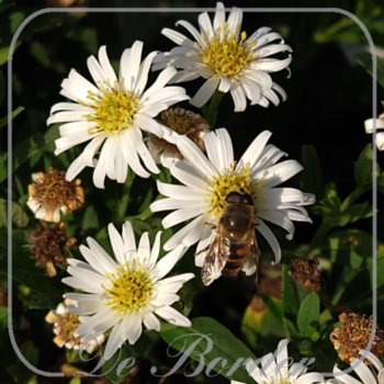 Aster ageratoides 'Starshine'