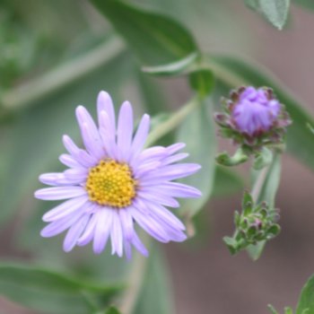 Aster amellus 'Danzig'