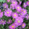 Aster 'Bahamas'