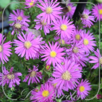 Aster 'Bahamas'