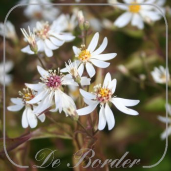 Aster divaricatus