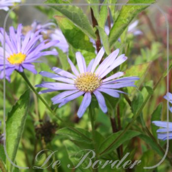 Aster frikartii 'Monch'