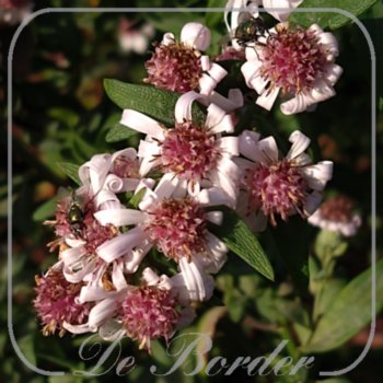 aster-lateriflorus-chloe-102 Aster lateriflorus 'Chloe'