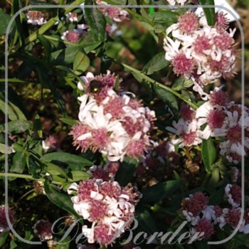 aster-lateriflorus-chloe-104 Aster lateriflorus 'Chloe'