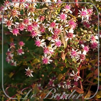Aster lateriflorus 'Pink Buttons'