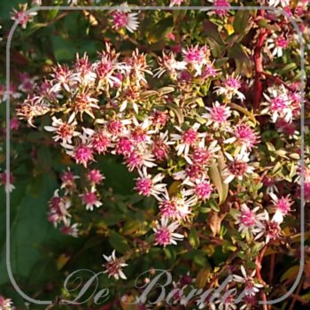 Aster lateriflorus 'Pink Buttons'