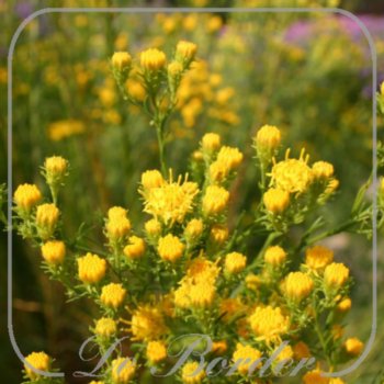 Aster linosyris