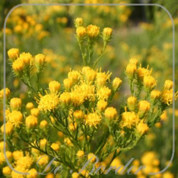 Aster linosyris