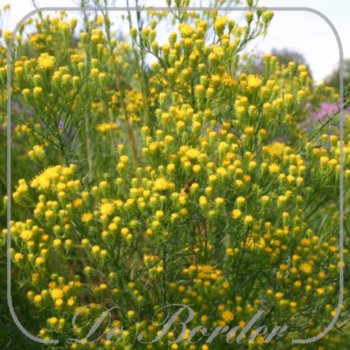 Aster linosyris