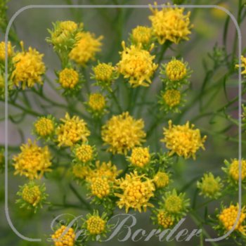 Aster linosyris