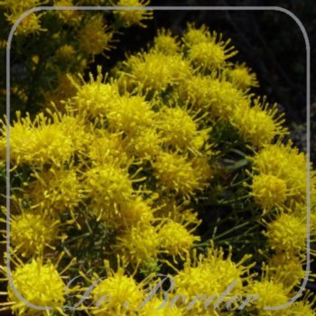 Aster linosyris