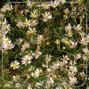 Aster 'Monte Cassino'