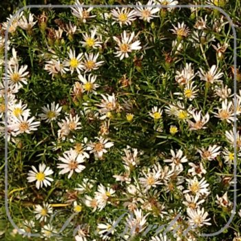 Aster 'Monte Cassino'