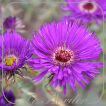 Aster novae-angliae 'Helen Picton'