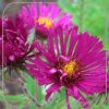 Aster novae-angliae 'Rubinschatz'
