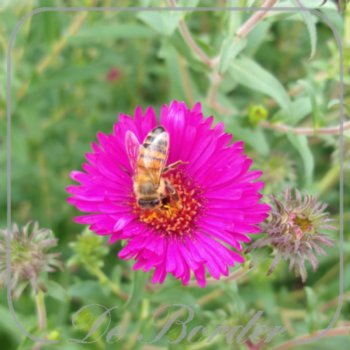 aster-novae-angliae-rubinschatz-974 Aster novae-angliae 'Rubinschatz'