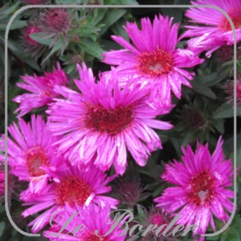 aster-novae-angliae-vibrant-dome-895 Aster novae-angliae 'Vibrant Dome'
