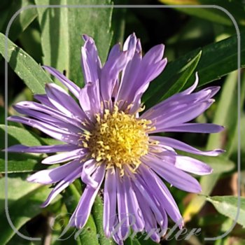 aster-novi-belgii-marie-ballard-222 Aster novi-belgii 'Marie Ballard'