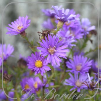 Aster 'Samoa'
