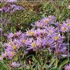 Aster tataricus 'Jindai'