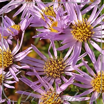 Aster tataricus 'Jindai'