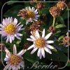 Aster tataricus 'Jindai'