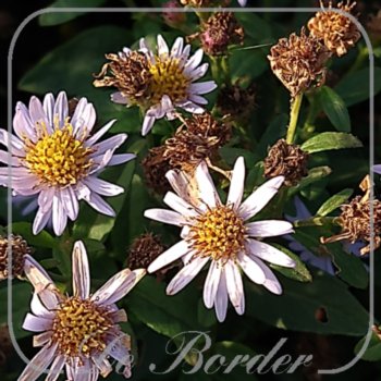 Aster tataricus 'Jindai'
