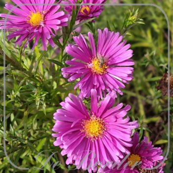 aster-tonga-341.jpg Aster 'Tonga'