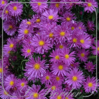aster-tonga-679.jpg Aster 'Tonga'