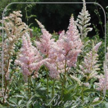 Astilbe 'Peach Blossom'