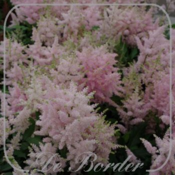 Astilbe 'Peach Blossom'