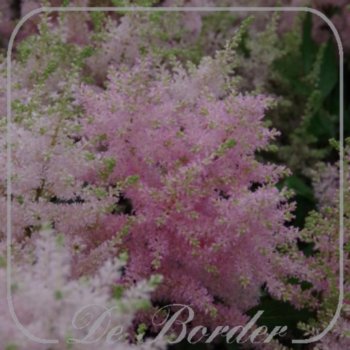 Astilbe 'Peach Blossom'