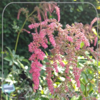Astilbe 'Red Charm'