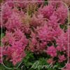 Astilbe 'Rheinland'