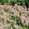 Astilbe 'Rheinland'
