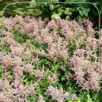 Astilbe 'Rheinland'