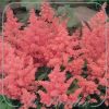 Astilbe 'Rheinland'