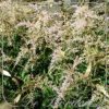 Astilbe 'Sprite'