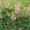 Astilbe 'Sprite'