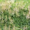 Astilbe 'Sprite'