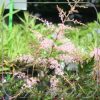 Astilbe 'Sprite'