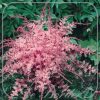 Astilbe 'Sprite'