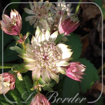 Astrantia major 'Orion'