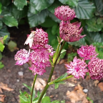 Astrantia major 'Sparkling Stars Red'