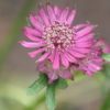 Astrantia major 'Sparkling Stars Red'