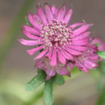 Astrantia major 'Sparkling Stars Red'